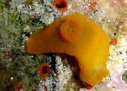 Photo: B. & S. Koretz, Eilat, June 2005; visit their site